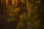 Solnedgang i lappugleskogen