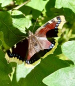 Sommerfugl