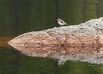 Strandsnipe speil bilde