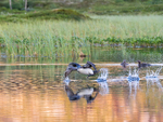 Smaalomens take off