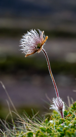 Naturens forfall