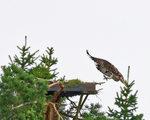 Fiskeørn unge inn for landing