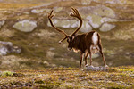 Reinsdyrbukk i kveldssol.