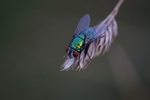 Metallic fly.