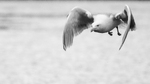High Key Herring Gull