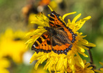 Sommer fugl