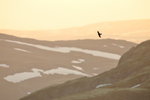Dvergfalk i lunt augustfjell