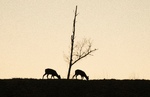 Silhuetter i solnedgang – naturens egen poesi