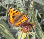 Sommerfugl og humle deler mat