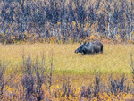 Moose on the autumn marsh