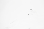 Vinterryper i whiteout