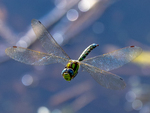 Blågrønnlibelle