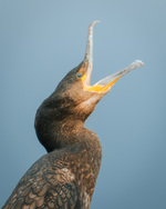Tromsøskarven 