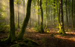 Sensommermorgen i bøkeskogen