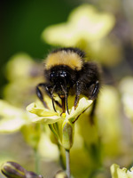 Bumblebee and Broccoli