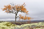 Fjellbjørka