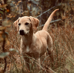 Fjellhund