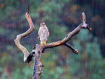 Sparrow Hawk in rain
