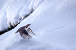 Quick take off i motbakke
