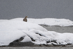 Vinter i skjærgården