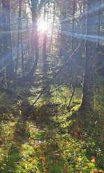 Solgløtt i høstsesongen.