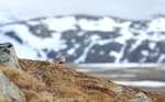 Boltit i fjellheimen