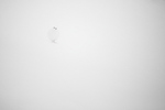 Rype i whiteout