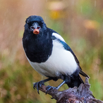 Magpie with nut