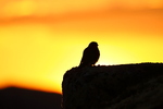 Dvergfalk i solnedgang