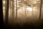 Soloppgang i tåkeskogen