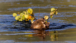 Beitende Bever