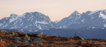 Fjellheim