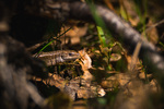 Mr. Lizard