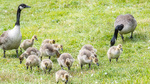 Canadagås Familie