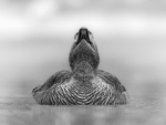 Ærfuglsymmetri