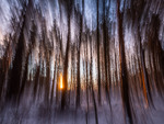 Sol i vinterskog