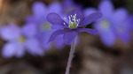 Blåveisen blomstrer 