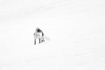 Svalbard reven