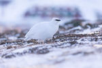 Mellom stein og snø