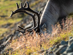 Reinsdyr i steinbakken
