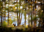 Tiur og røy i gammelskogen.
