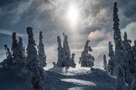 Snødekte trær i fjellskogen