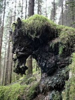 Møtte gammal hest i skogen 