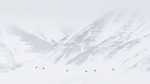 Vårtegn på Svalbard
