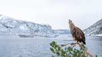 Havørn