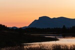 Skogshorn