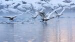 Sangsvaner i Nidelva i Tillerområdet