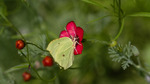Sitronsommerfugl på blomst 