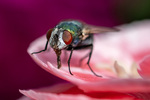 Lucilia Sericata