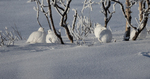 Vinter ryper